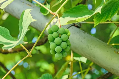 Vitis vinifera 'Solaris' (Druif) fruitplant 60cm - afbeelding 6