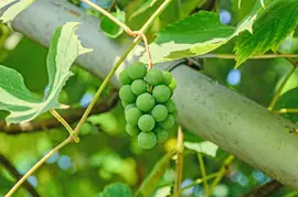 Vitis vinifera 'Solaris' (Druif) fruitplant 60cm - afbeelding 6