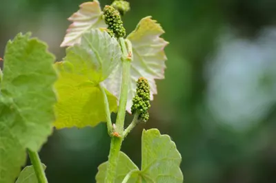 Vitis vinifera 'Solaris' (Druif) fruitplant 60cm - afbeelding 5