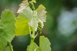 Vitis vinifera 'Solaris' (Druif) fruitplant 60cm - afbeelding 5