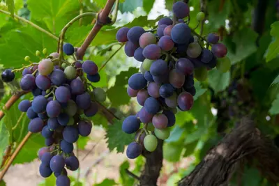 Vitis vinifera 'Solaris' (Druif) fruitplant 60cm - afbeelding 4