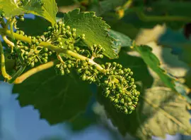 Vitis vinifera 'Solaris' (Druif) fruitplant 60cm - afbeelding 7