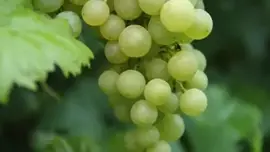 Vitis vinifera 'Solaris' (Druif) fruitplant 60cm - afbeelding 4