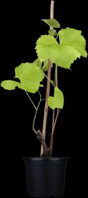 Vitis vinifera 'Solaris' (Druif 'Solaris') - afbeelding 1