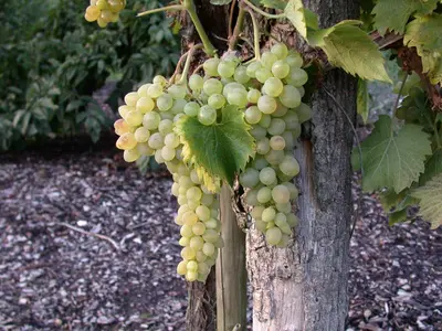 Vitis vinifera 'Solaris' (Druif 'Solaris') - afbeelding 2