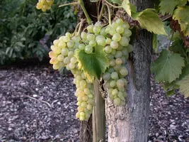 Vitis vinifera 'Solaris' (Druif 'Solaris') - afbeelding 2