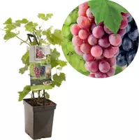 Vitis vinifera 'Trio-Druif' (Druif) fruitplant 65cm kopen?
