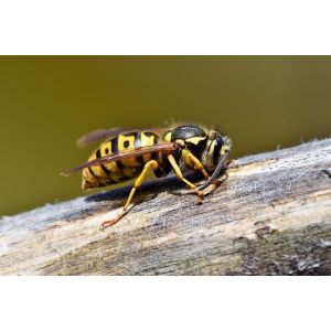 Vliegen & Wespen