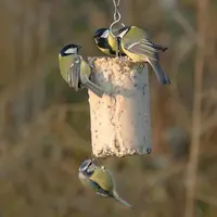 Vogebescherming Nederland Pindacake met insecten 500ml - afbeelding 3