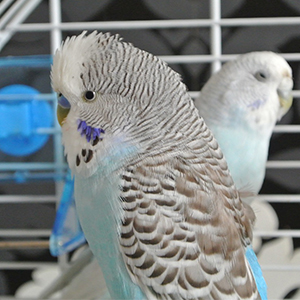 Speeltjes & Training