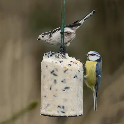 Vogelbescherming Nederland Premium pindacake met zaden 500ml - afbeelding 4