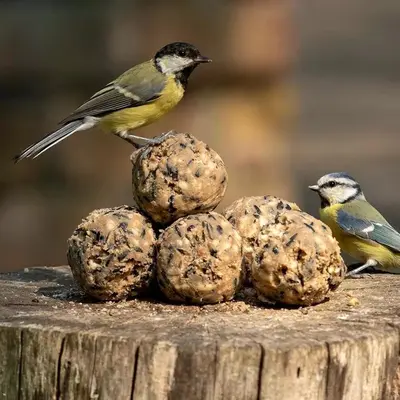 Vogelbescherming Nederland - Ultimate vetbollen 30 stuks - afbeelding 3