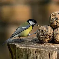 Vogelbescherming Nederland - Ultimate vetbollen 30 stuks - afbeelding 4