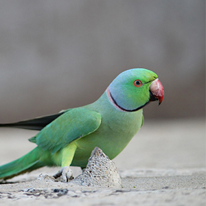 Zand & Bodembedekking