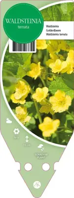 Waldsteinia Ternata (Gele aardbei) - afbeelding 1