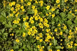 Waldsteinia ternata (Waldsteinia) - afbeelding 10