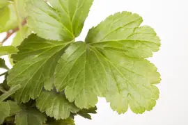 Waldsteinia ternata (Waldsteinia) - afbeelding 5
