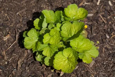 Waldsteinia ternata (Waldsteinia) - afbeelding 6