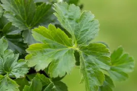 Waldsteinia ternata (Waldsteinia) - afbeelding 12