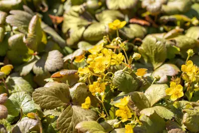 Waldsteinia ternata (Waldsteinia) - afbeelding 14