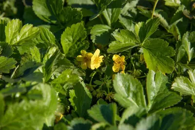 Waldsteinia ternata (Waldsteinia) - afbeelding 18