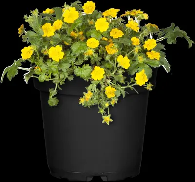 Waldsteinia ternata (Waldsteinia) - afbeelding 7