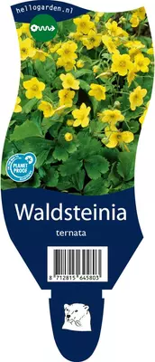 Waldsteinia ternata (Waldsteinia) - afbeelding 1