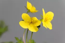 Waldsteinia ternata (Waldsteinia) - afbeelding 3