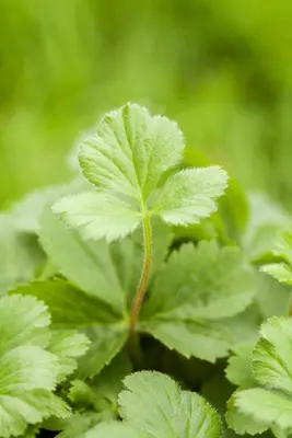 Waldsteinia ternata (Waldsteinia) - afbeelding 8