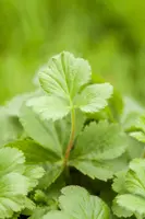Waldsteinia ternata (Waldsteinia) - afbeelding 8