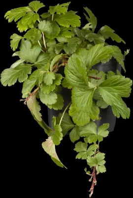 Waldsteinia ternata (Waldsteinia) - afbeelding 4