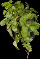 Waldsteinia ternata (Waldsteinia) - afbeelding 4