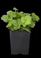 Waldsteinia ternata (Waldsteinia) - afbeelding 9