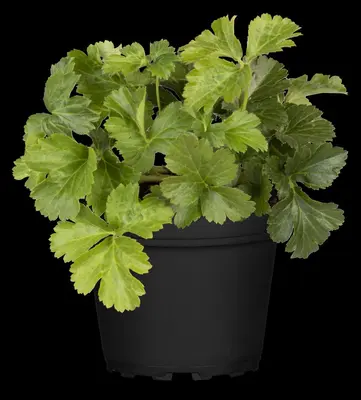 Waldsteinia ternata (Waldsteinia) - afbeelding 11