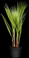 Washingtonia robusta (Washingtonia) kopen?