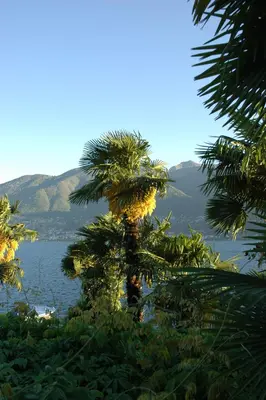Washingtonia robusta (Washingtonia) - afbeelding 4