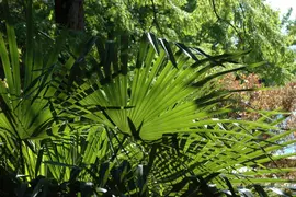 Washingtonia robusta (Washingtonia) - afbeelding 2