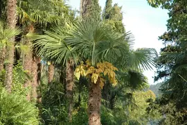 Washingtonia robusta (Washingtonia) - afbeelding 3