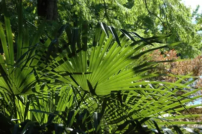 Washingtonia robusta (Washingtonia) - afbeelding 2