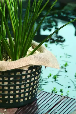 Waterplantdoek l60b60cm set 3st - afbeelding 2
