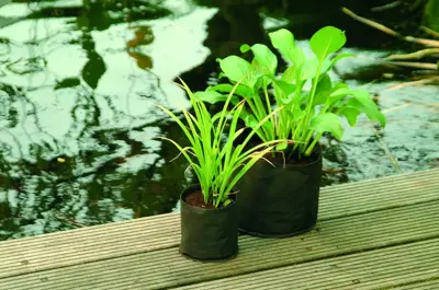 Waterplantzakje d25cm - afbeelding 3