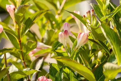 Weigela 'All Summer Peach'® (Weigelia 'All Summer Peach'®) - afbeelding 1