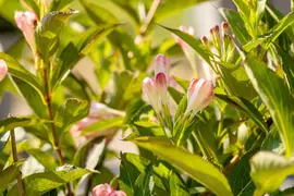 Weigela 'All Summer Peach'® (Weigelia 'All Summer Peach'®) - afbeelding 1