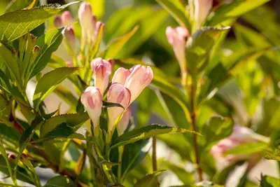 Weigela 'All Summer Peach'® (Weigelia 'All Summer Peach'®) - afbeelding 2