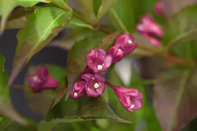 Weigela 'All Summer Red' (Weigelia 'All Summer Red') - afbeelding 1