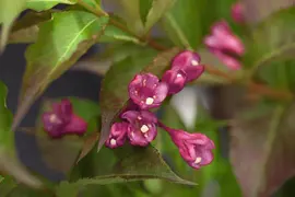 Weigela 'All Summer Red' (Weigelia 'All Summer Red') - afbeelding 1