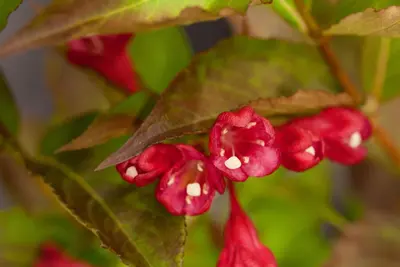 Weigela 'All Summer Red' (Weigelia 'All Summer Red') - afbeelding 2