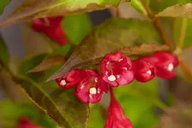 Weigela 'All Summer Red' (Weigelia 'All Summer Red') - afbeelding 2