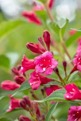 Weigela 'Bristol Ruby'® (Weigela 'Bristol Ruby®') - afbeelding 5