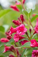 Weigela 'Bristol Ruby'® (Weigela 'Bristol Ruby®') - afbeelding 5